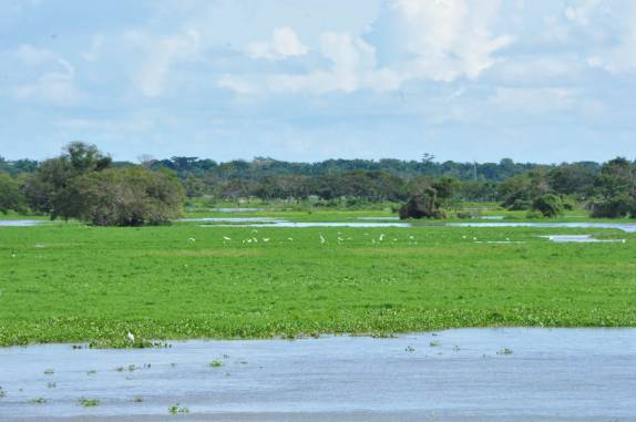 Revoada de garças vista do ferry sobre o Rio Magdalena, em Mompós - Colômbia